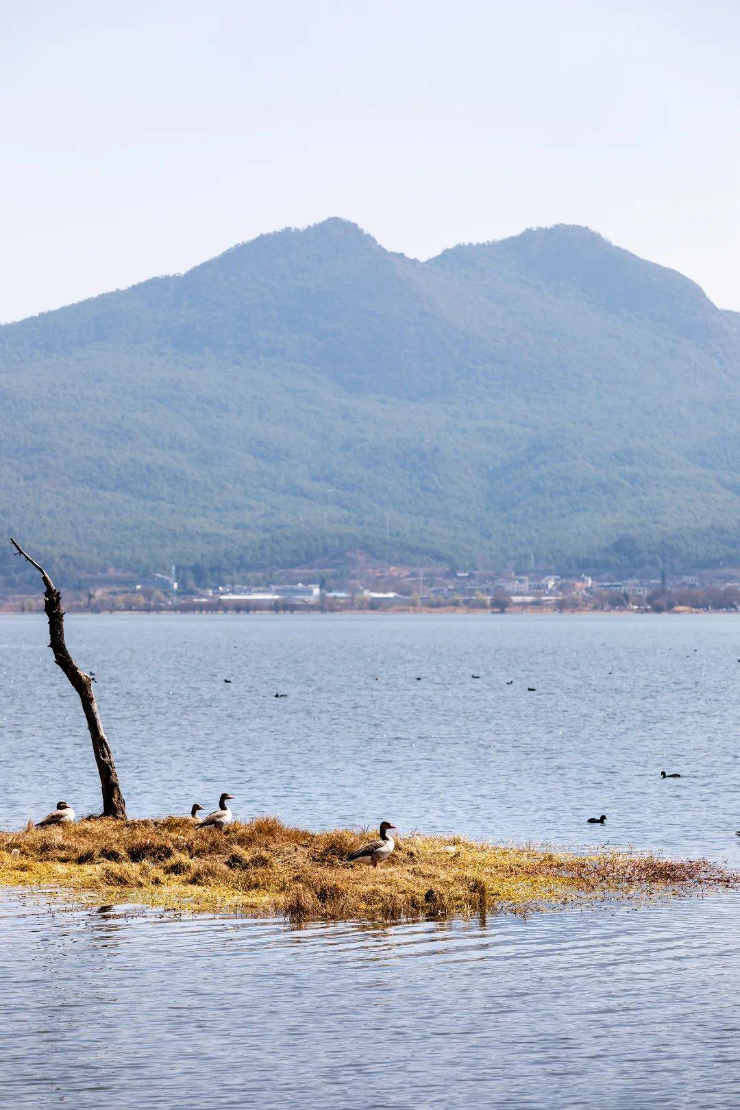 走丽江美女带你去拉市海撒野
