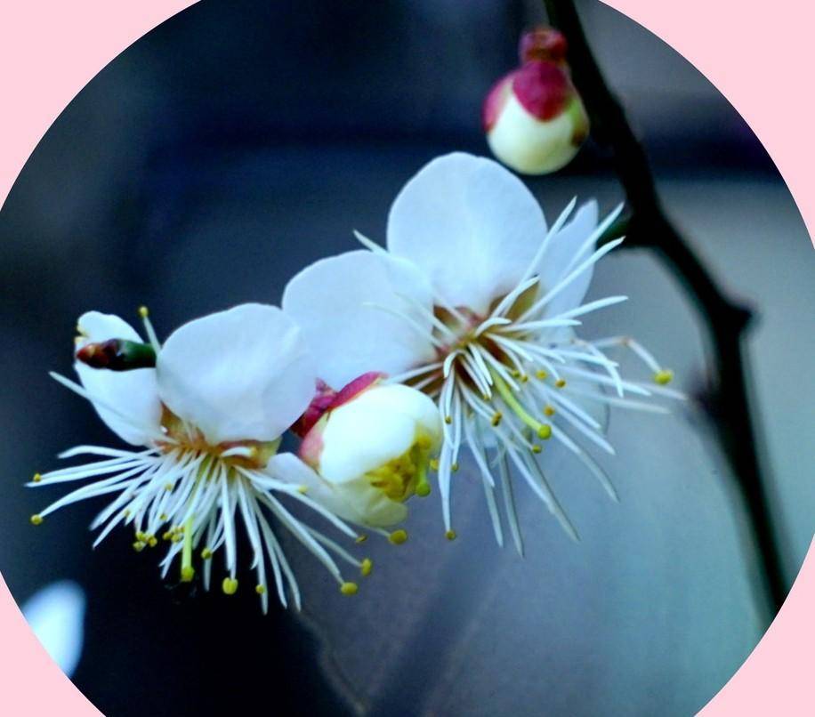 怎么分清梅杏樱桃李,梨花和海棠花,有这一篇足够了_梅花_杏花_樱花