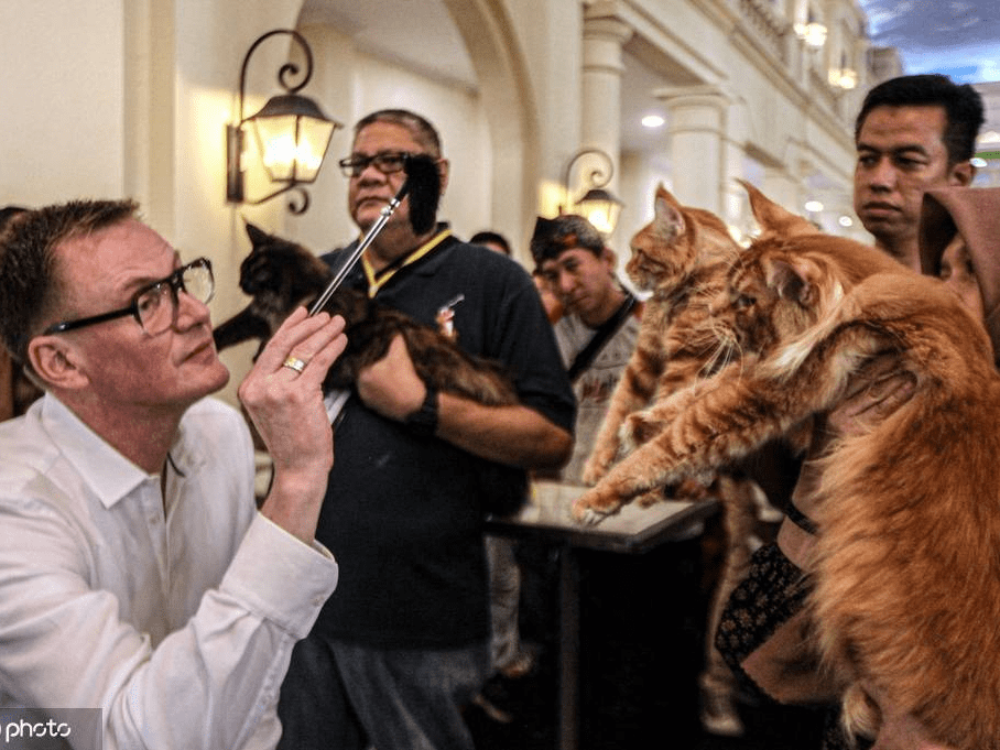 泰国曼谷国际爱猫人士博览会