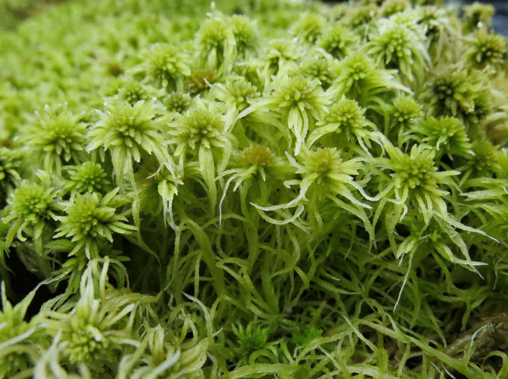 分强弱有奥秘泥炭藓植株茎的顶端短枝丛生,呈现菊花状,故又名"海花草"