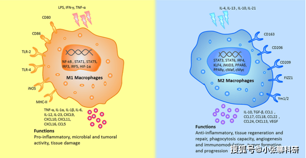 国自然必追热点:巨噬细胞(macrophage)的前世今生_来源_组织_极化