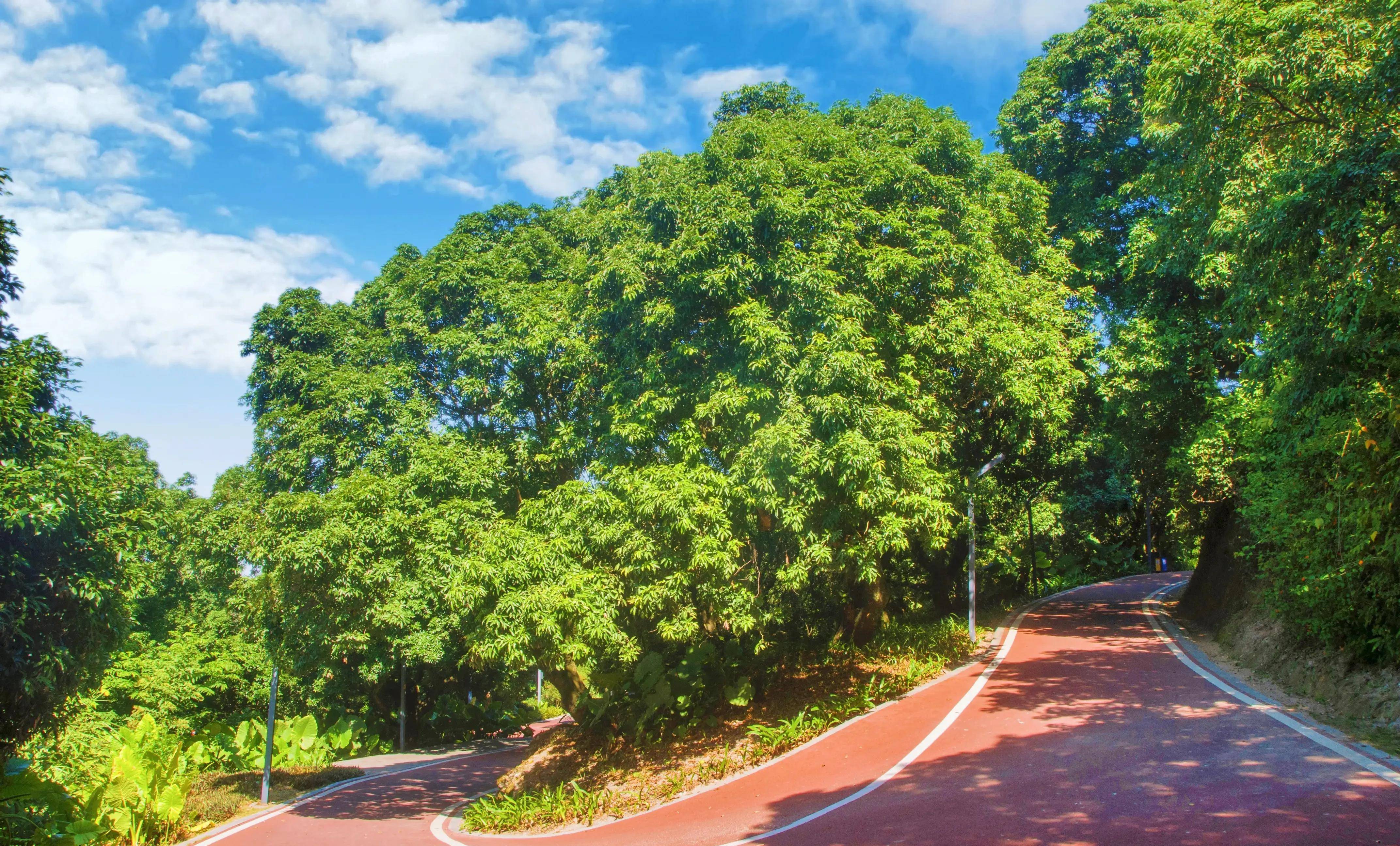 不要笑話漳州是農業城市,一片荔枝海足以笑傲八閩_公園_保護_生態