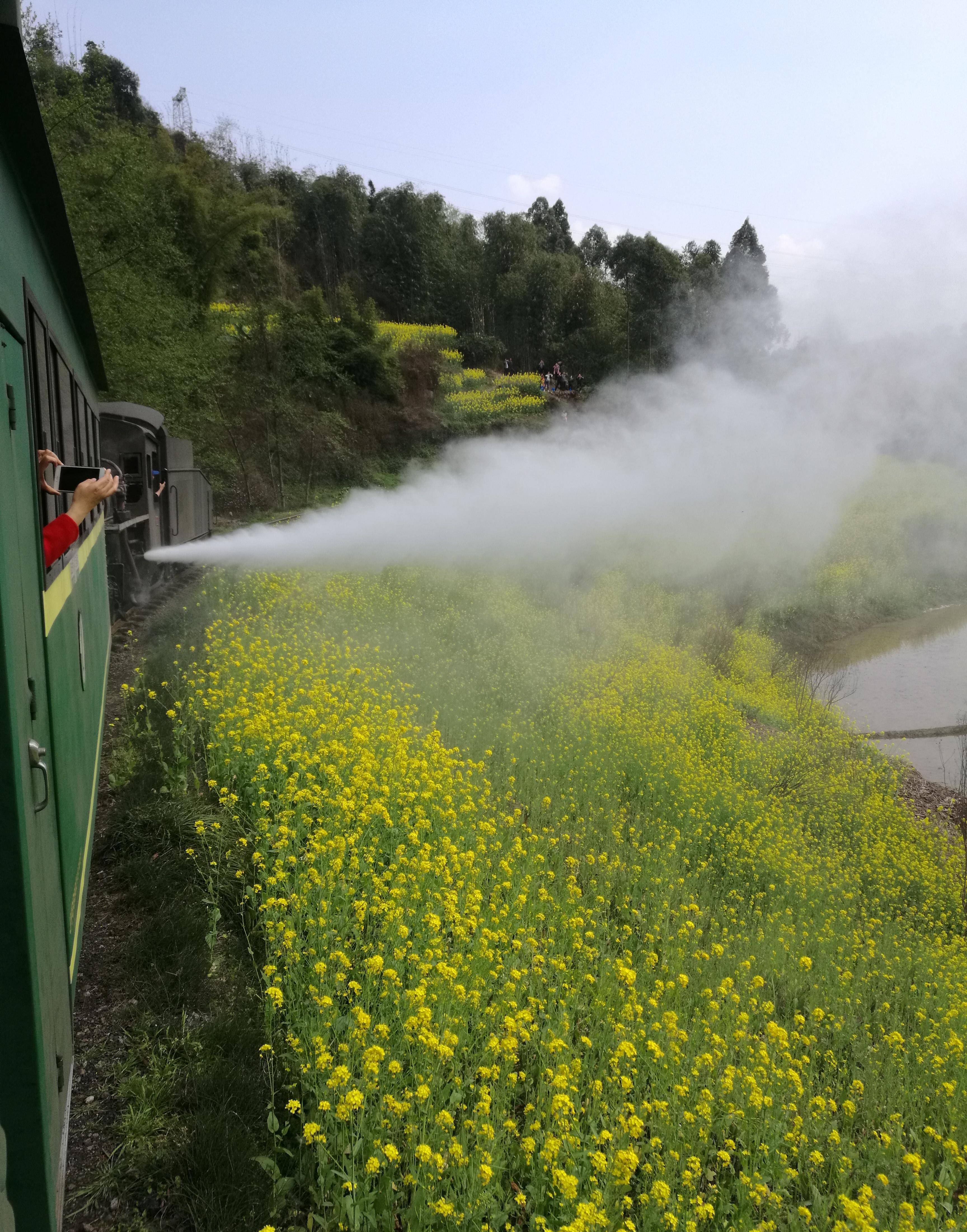 每当春天三月油菜花开的时候,嘉阳小火车也就迎来了它最美的季节