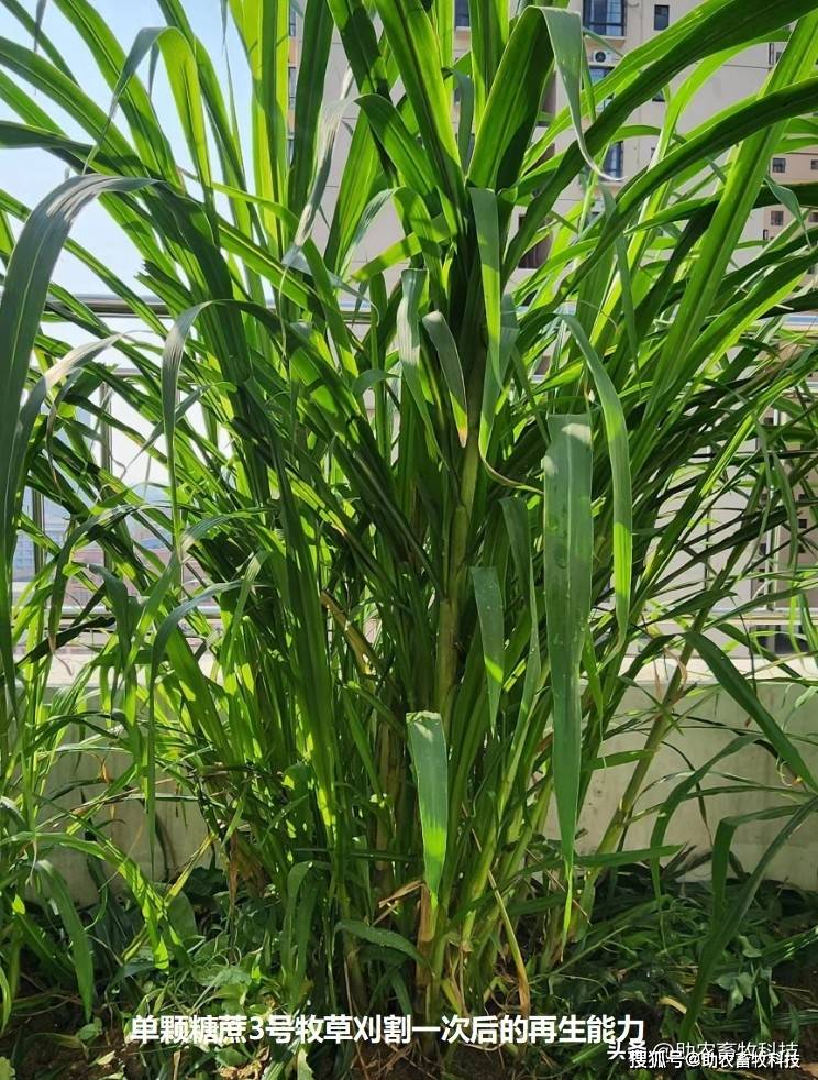 利用热研4号王草(皇竹草 糖蔗2号牧草)杂合体且变异性选育基础植株