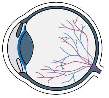 建议术前做心电图和心脏b超检查排除心功能异常