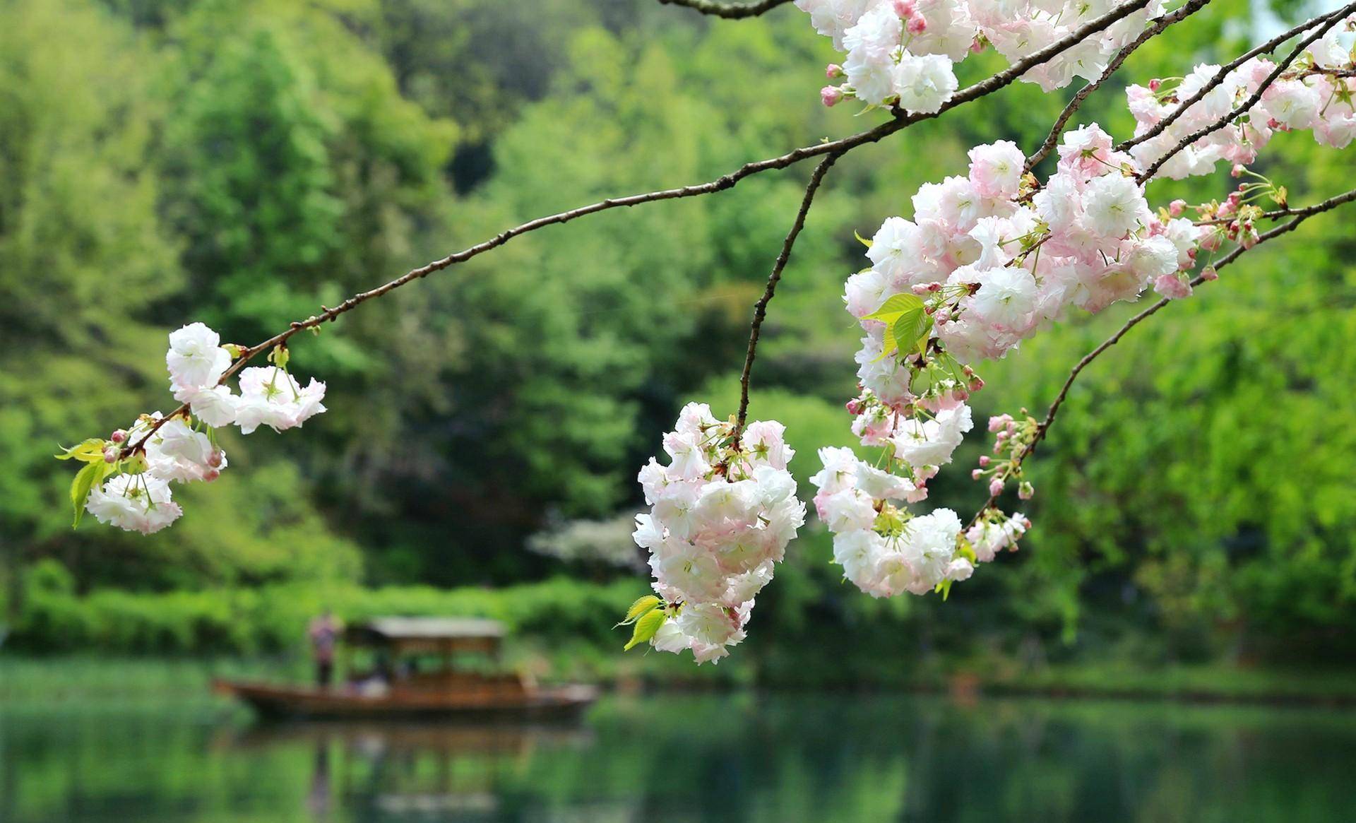 西湖春景