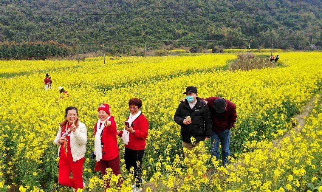 「美图」油菜花迎春开放,户外踏青赏花好悠闲