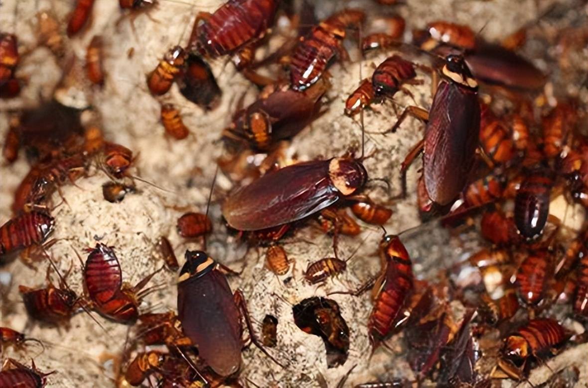 踩死的蟑螂,为什么一会儿就"消失"了?难道会死而复生?_昆虫_能力_物种