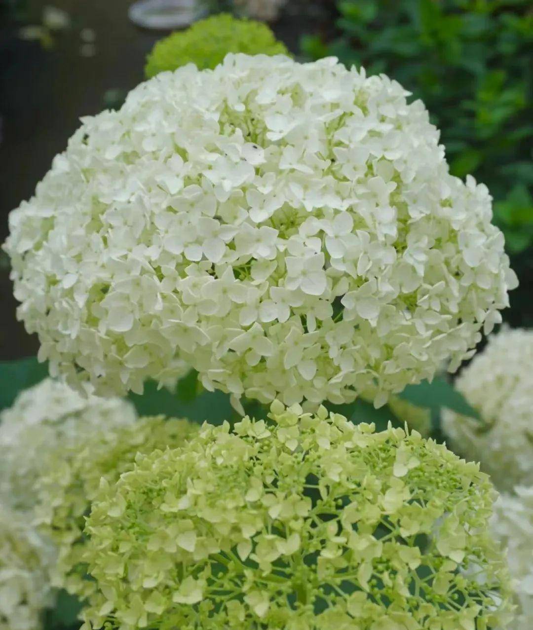 我就不信你看不中~_开花_花色_花球