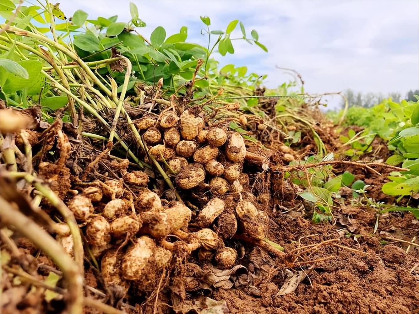 农专家:没有!科学种植约800斤_植物_小时候_土壤