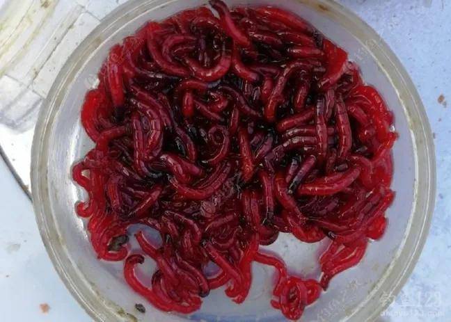 冬钓神饵红虫,真正的钓鱼人都用过,知道有公母之分,但存放时间长了