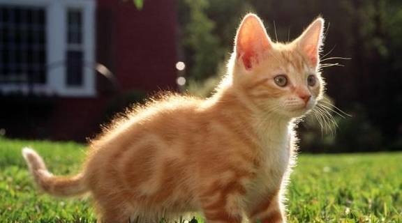 猫咪尿闭一般考虑尿道结石,膀胱结石以及猫尿道综合症等疾病导致.