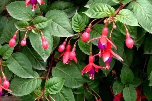 倒挂金钟何时修剪?如何摘心抹芽?_开花_进行_品种