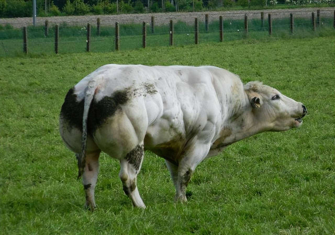比利时蓝牛小牛犊图片