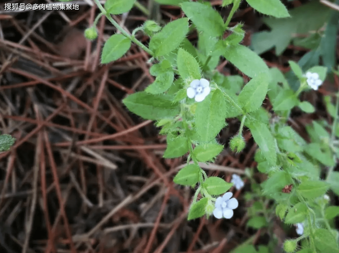 鬼点灯 植物图片