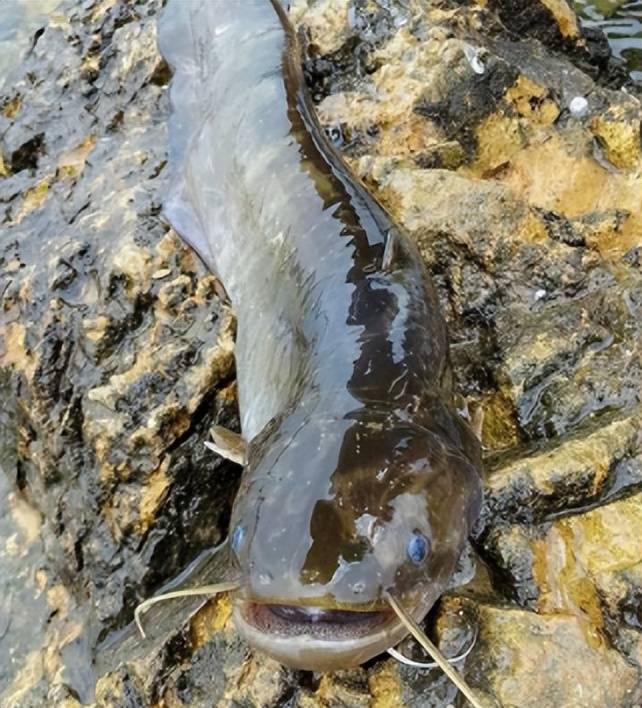 被人"误解"最多的鱼,5元1斤无人买,比甲鱼营养比鲫鱼好吃_鲶鱼_胡子