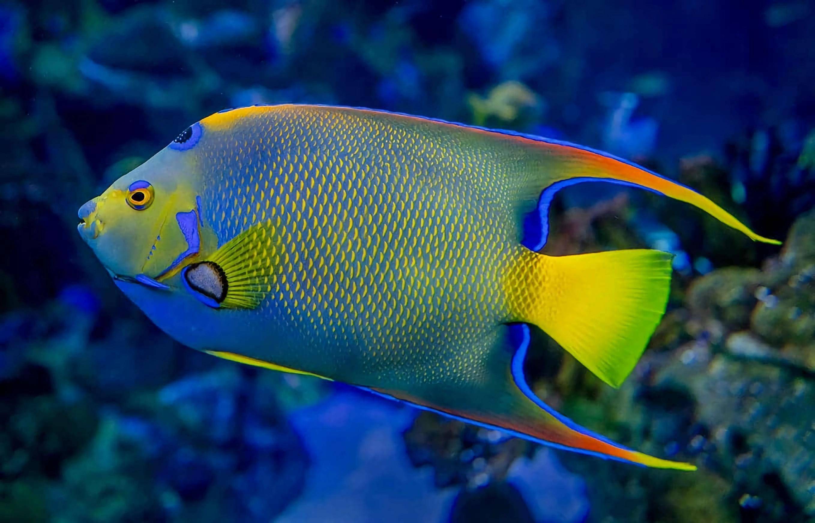 美丽的光谱:世界上值得欣赏的10种海鱼,色彩斑斓,令人惊叹!