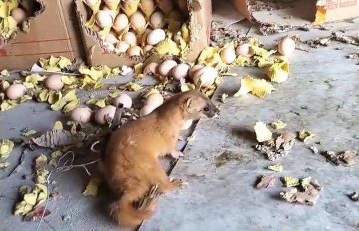 女子家的鸡蛋被咬坏,用捕鼠器抓到"小偷",身份却让人惹不起_黄鼠狼