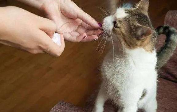 如何向猫咪示爱?铲屎官常做这6个行为,猫咪会感到幸福_爱意_互动_时间