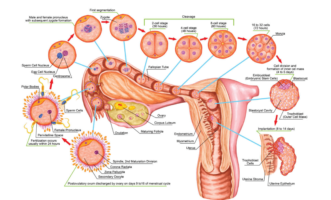 性腺发育不良图片