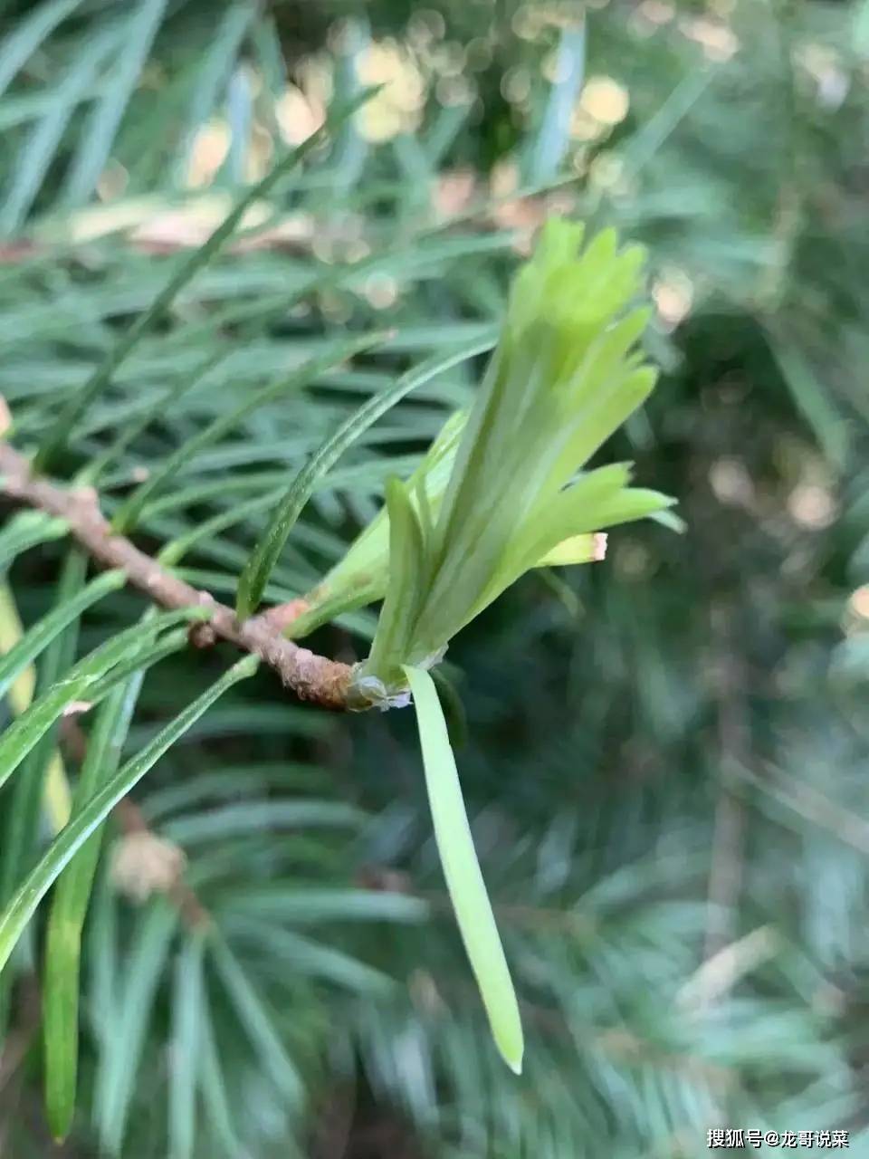 春天到了有这么一个食材你没吃过