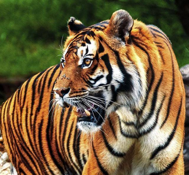 只听得乱树背后扑地一声响,跳出一只吊睛白额大虫来.