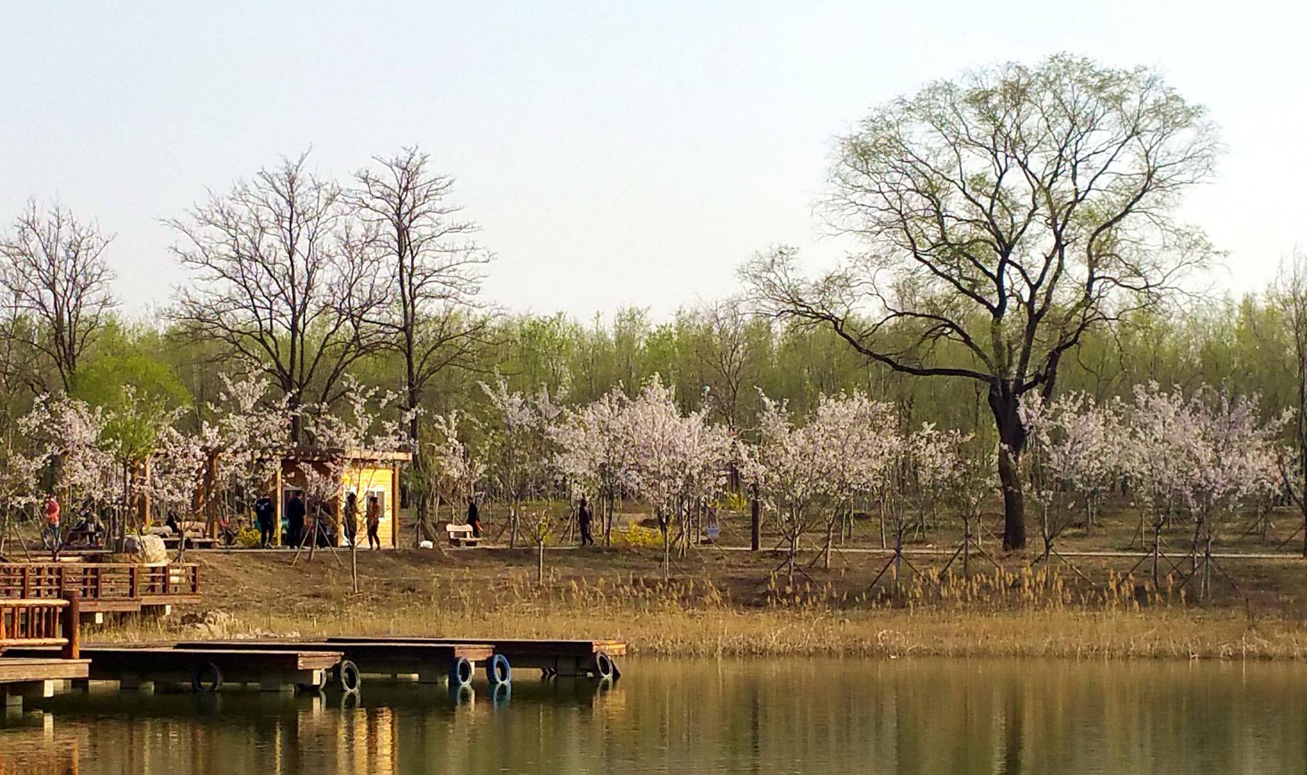 东营广利河森林湿地公园樱花谷内樱花盛开 如云似雪美不胜收_面积