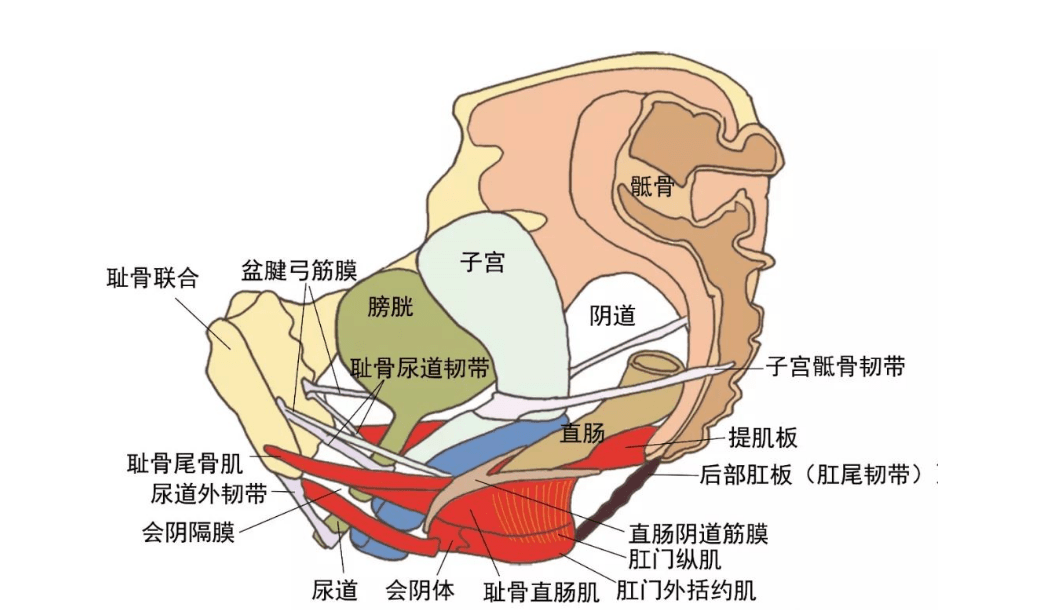 阴道肥大是女性特有的疾病,一般通过妇科检查得以诊断