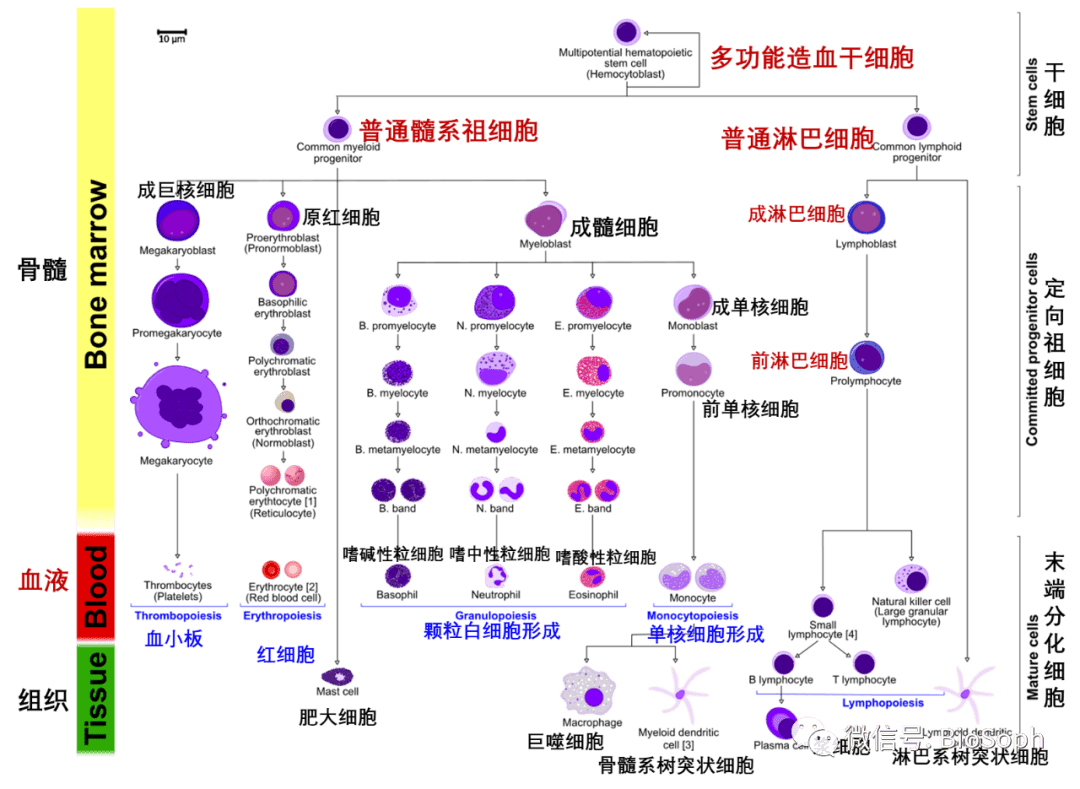 一文带你拿捏免疫系统细胞(如巨噬细胞)的起源,分化及分类,吐血整理!