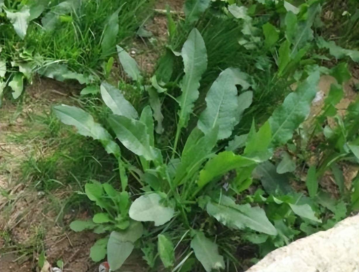 水沟里常见的野草,在农村称为"牛舌头",是上好野菜22元一斤_食用_价值