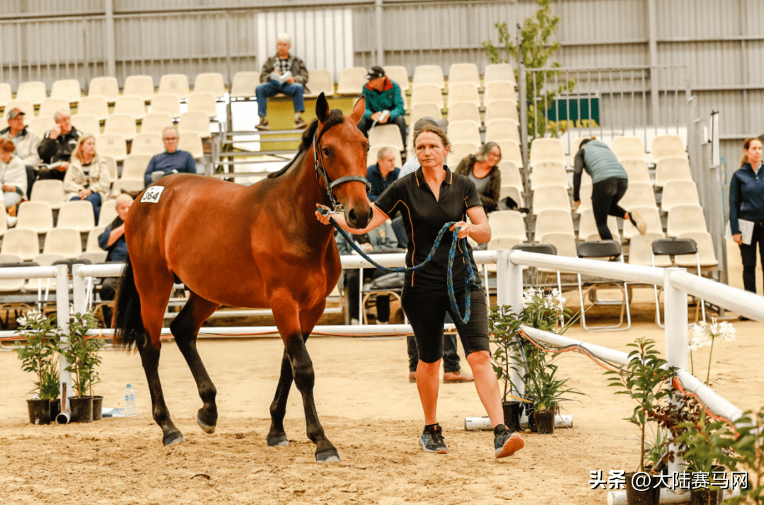 "超值"抢购新西兰官方拍卖会「流拍」走马的唯一机会,来啦!