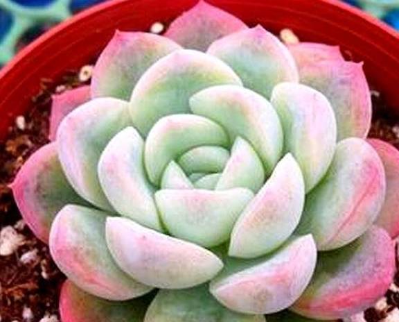 多肉中的"冰美人",只要3招,粉里透红颜值高,不要被名字欺骗_叶片_环境