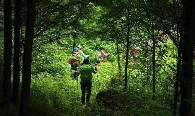 5小时,直达千株野百合花海,景美人少不收门票_山谷_斜源镇_小镇