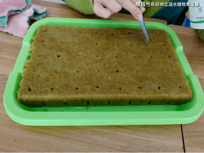 怎么育蔬菜苗？学会这个水培方法，种植不缺苗！(水蔬菜种植)