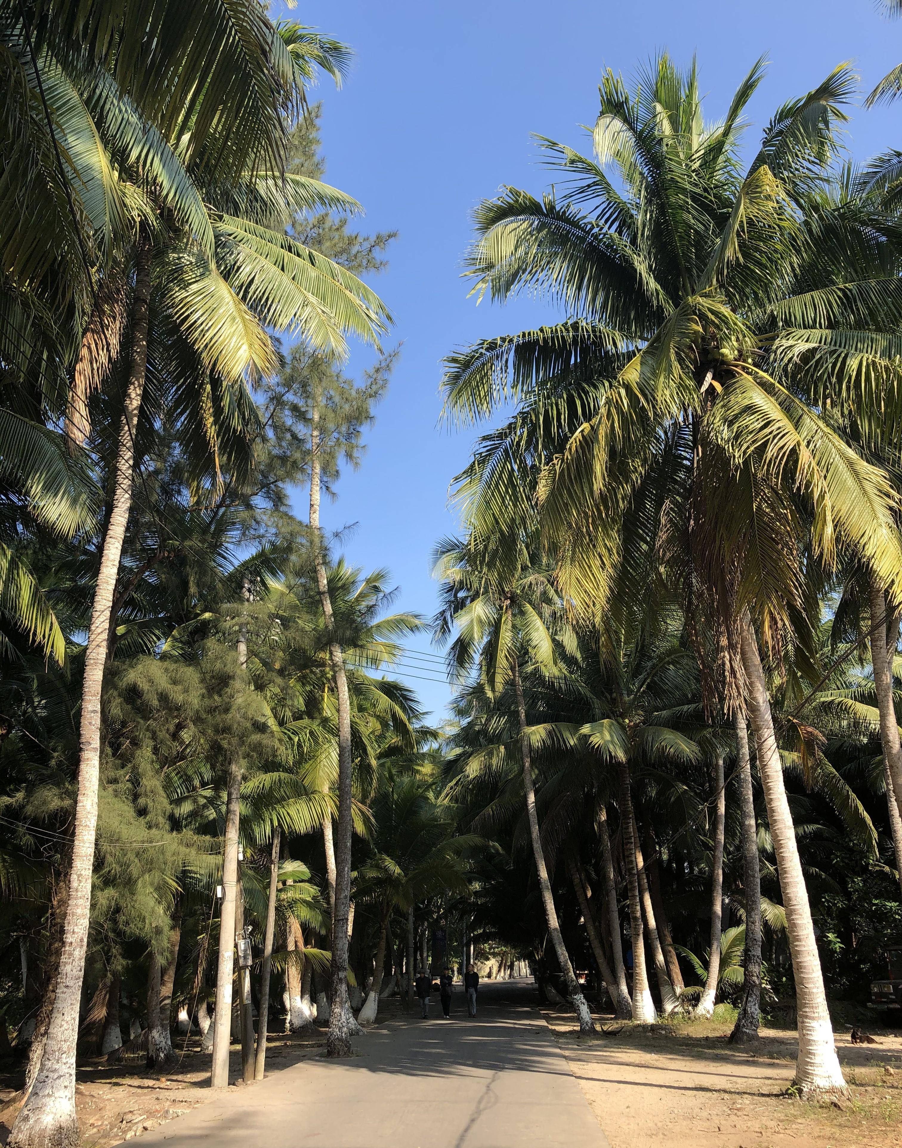 海南东郊椰林风景区图片