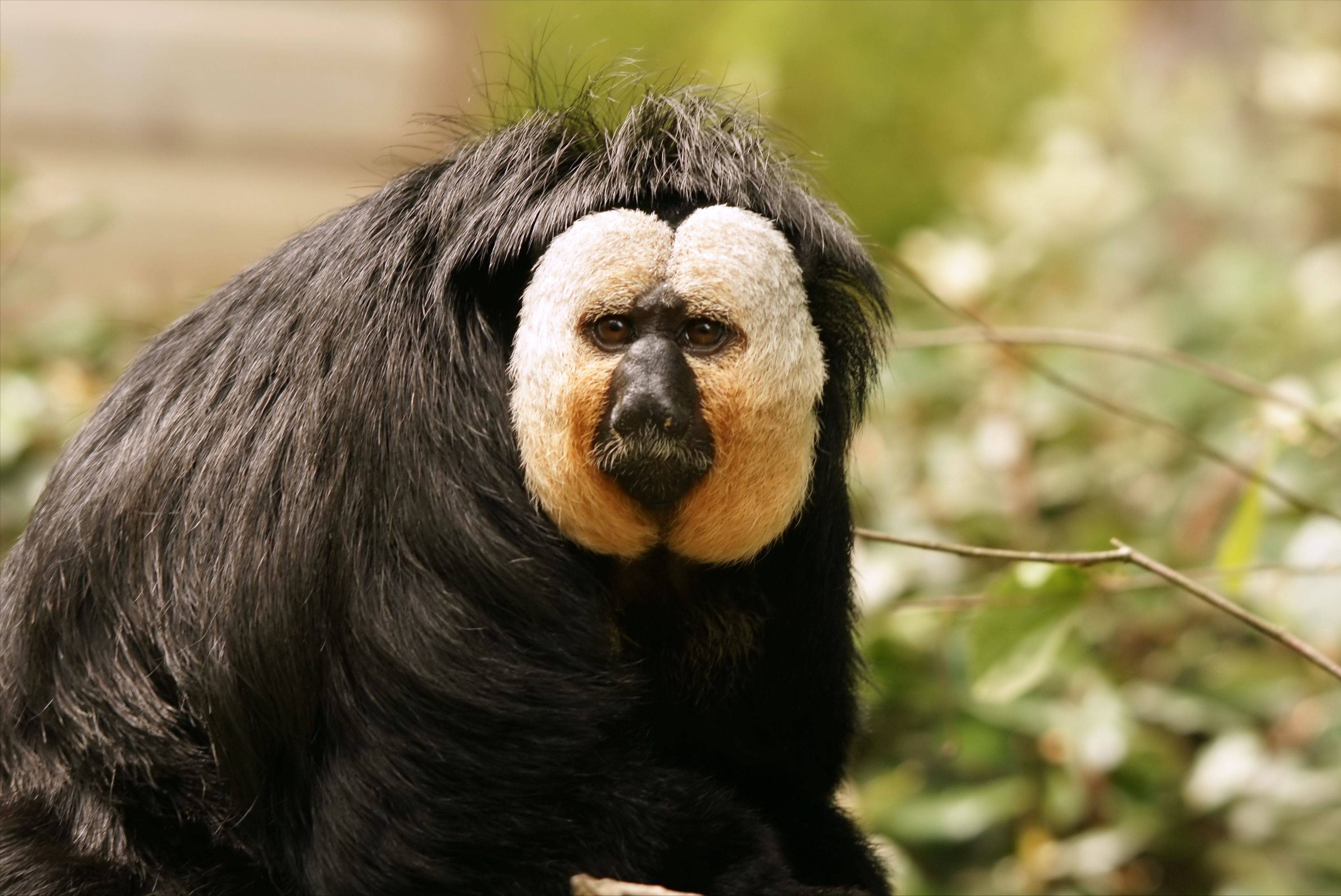 "炸裂长相"背后的小可爱:白面僧面猴,社恐杜杜的故事_动物园_人类