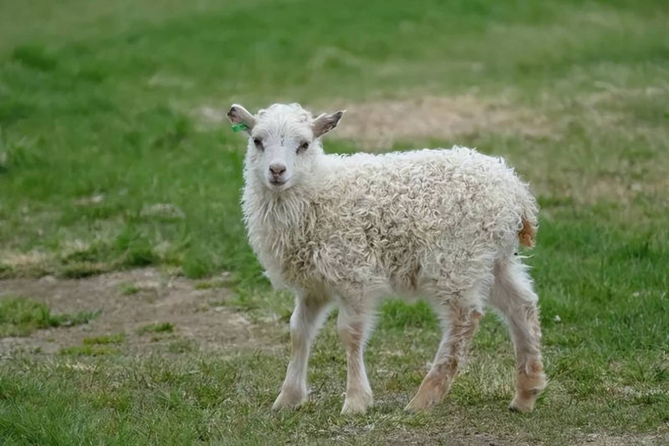 羊尾巴的作用可大了,不知道的往这看!_蚊虫_营养_时候