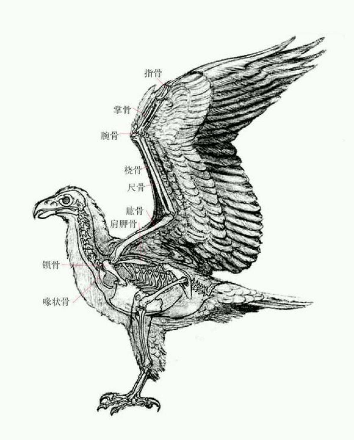 鸟类羽毛结构图片