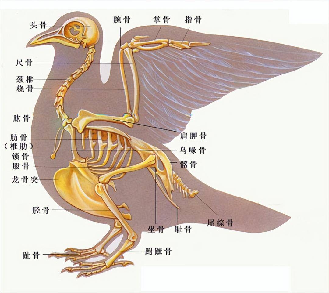 鸡的解剖图及各器官常见病图解分析_病变