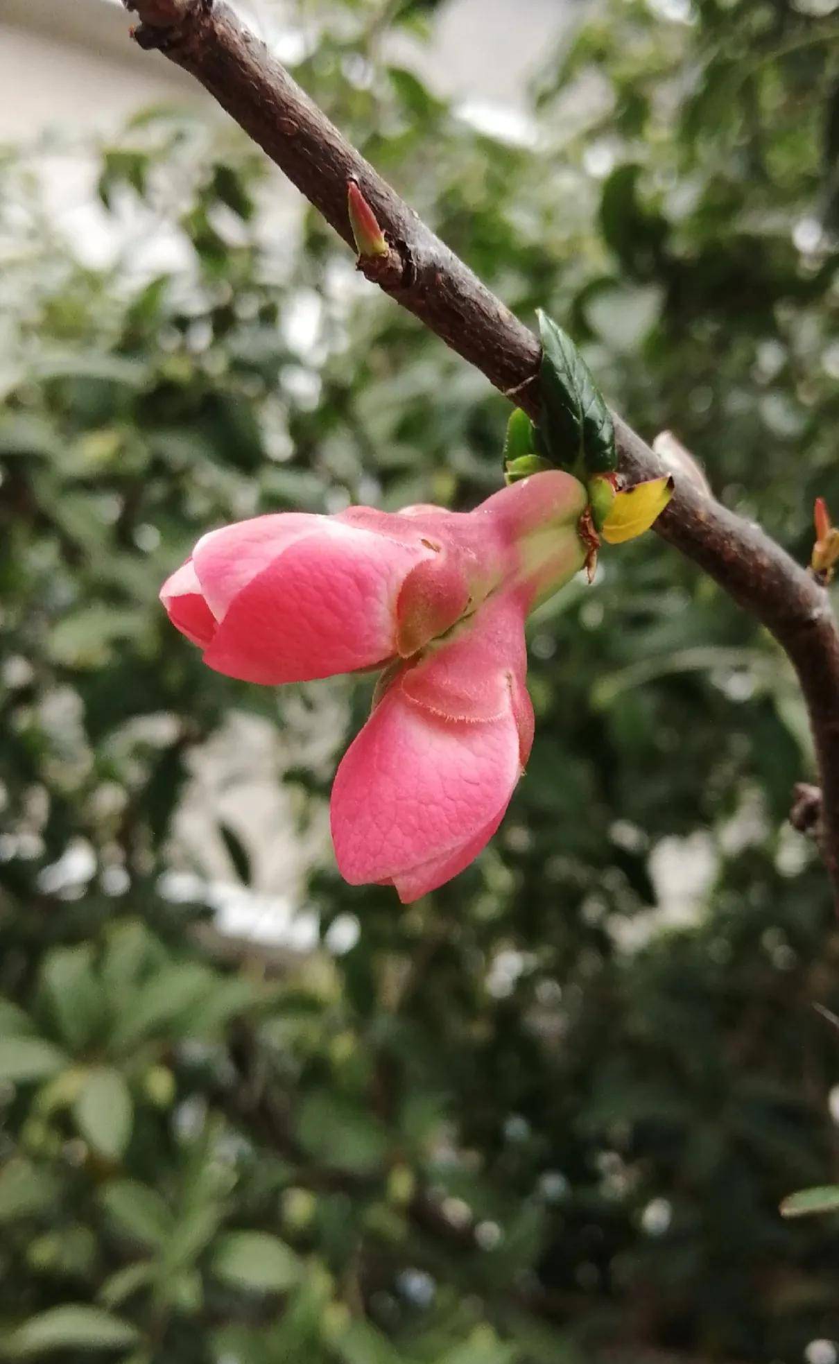 根据伊斯兰文化《古兰经》中那时,天还是烟雾.