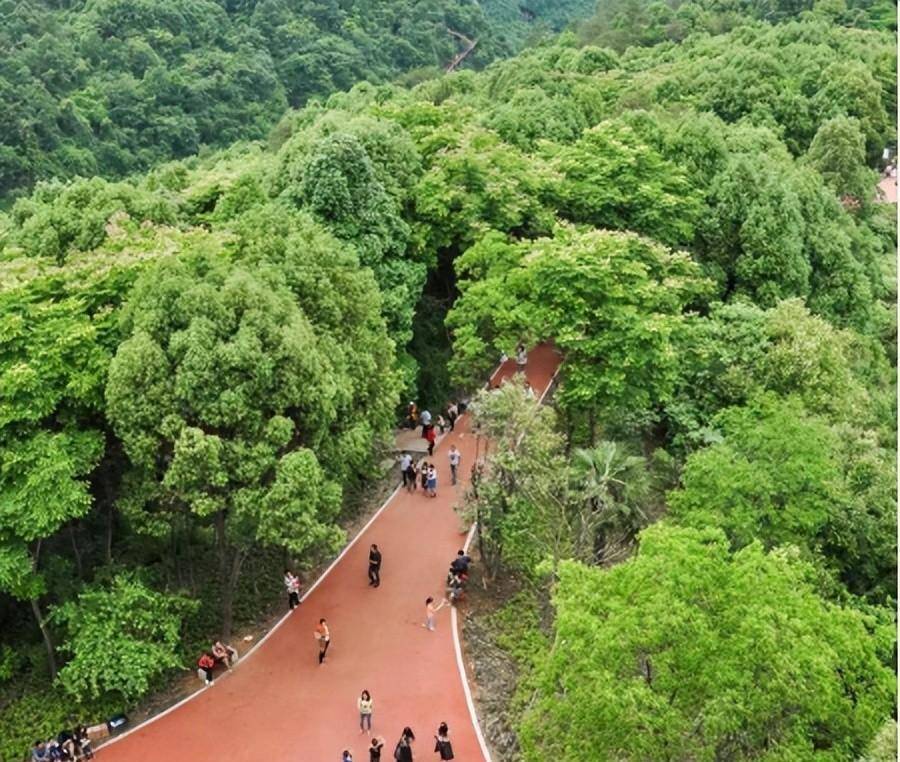 宜昌市民赏花观鸟有专线公交了,3月4日运行!_夷陵广场_发展大道_公园