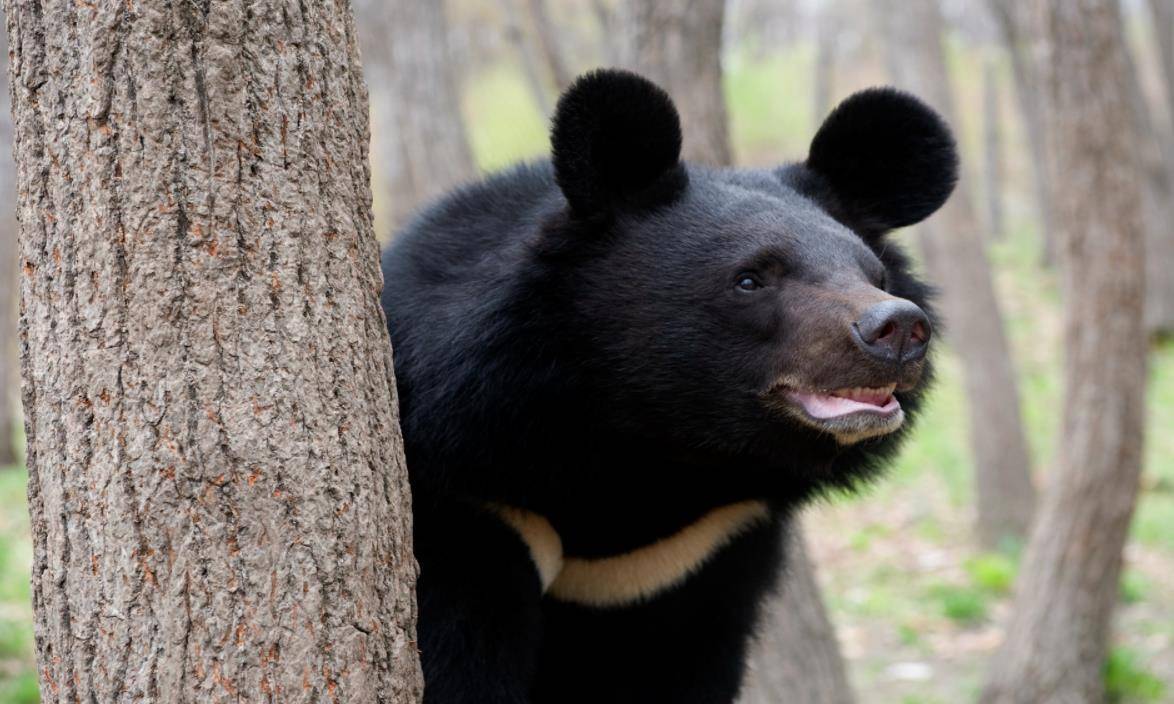 云南村民捡到一只小黑熊,多次放生都不肯走,村民急得报警求助
