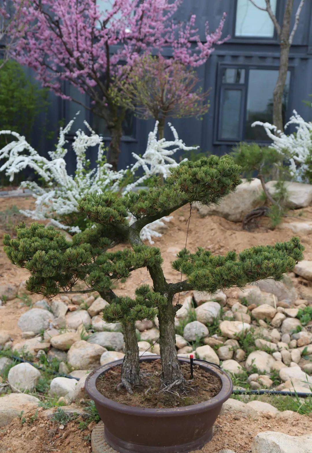 五针松|苍劲秀丽,老而不衰_pinus_造型_控制