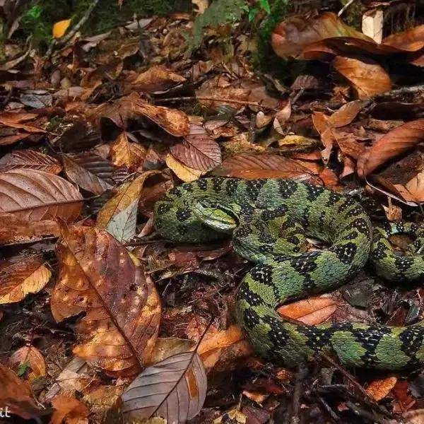 除了"莽山烙铁头"外,我国还有哪些原矛头蝮属的毒蛇?_菜花_黄色_斑纹