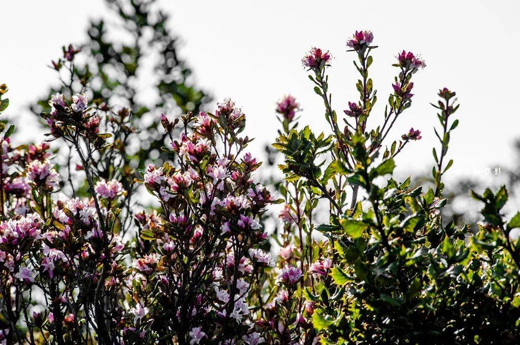 四川大凉山金阳索玛花,昭觉,美姑彝族村落,赶集,田园村庄纪实摄影团
