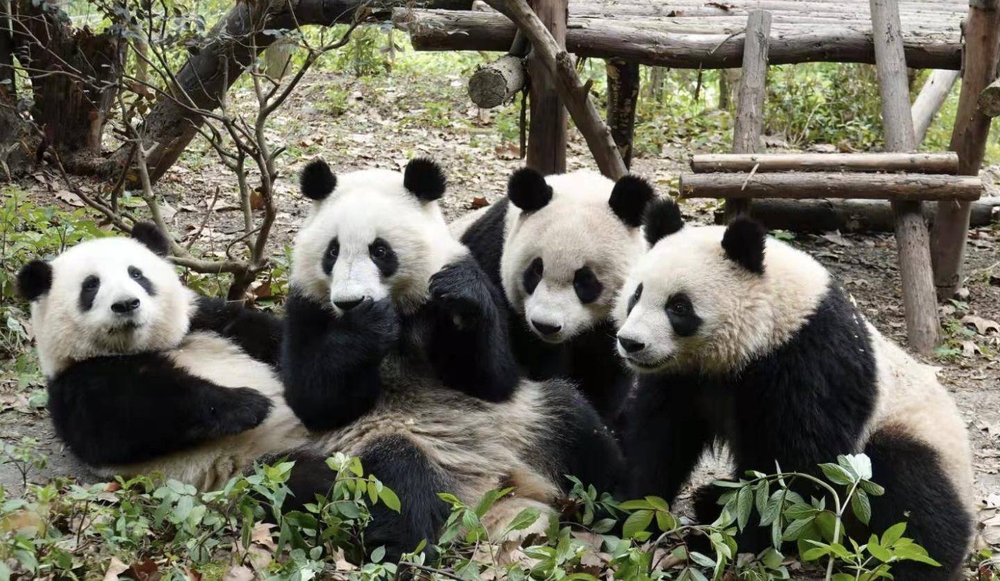 对比完中日韩美俄5只网红熊猫的不同境遇,更心疼丫丫了_网友_香香