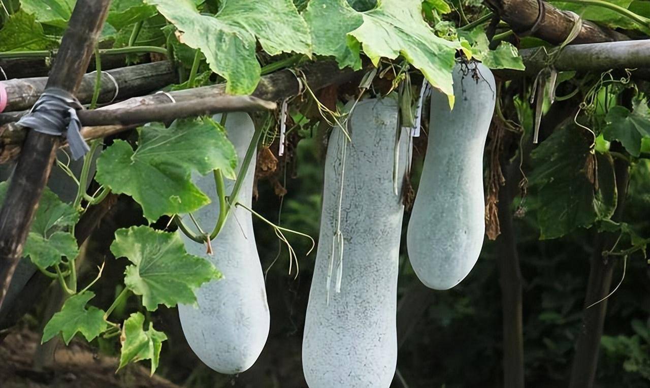 如何根据土壤选择五种常用瓜的品种和栽培管理方式_种植_根系_侧根