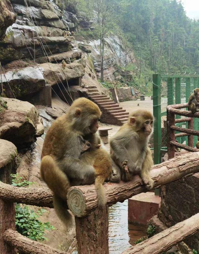 (四面山猴群舒玲敏摄于四面山)四面山观猴莫测四面山是国家5a级旅游