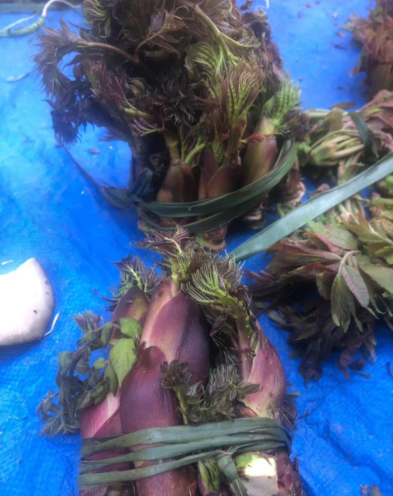 春日馋鲜,贵过肉!树头菜在煮之前_香椿_辣椒_口感