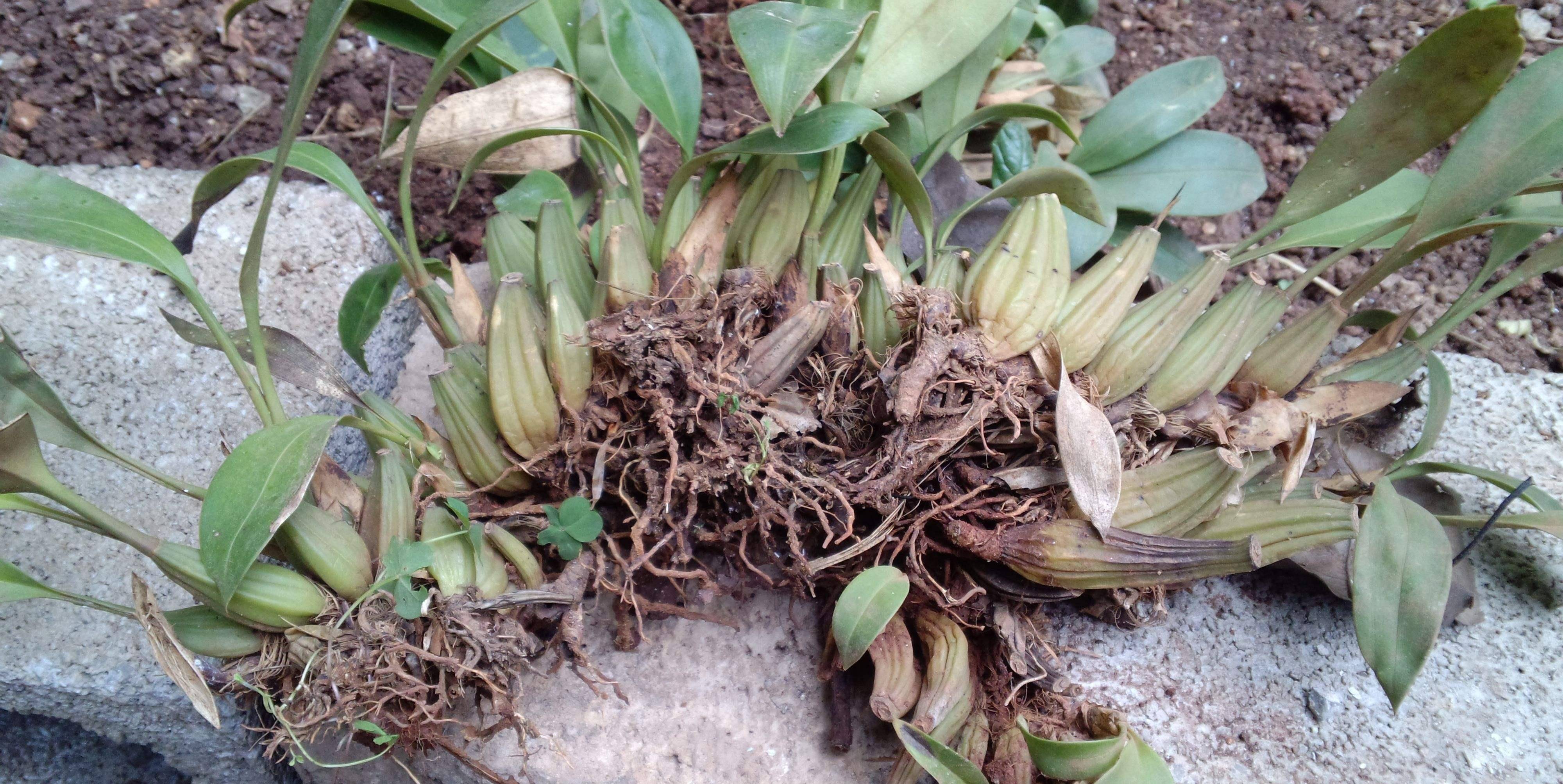 关于秄花斛其实还有一个美丽的传说,据说越王勾践忍辱负重几十载,晚上